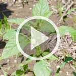 VIDEO: Water hemp weed management