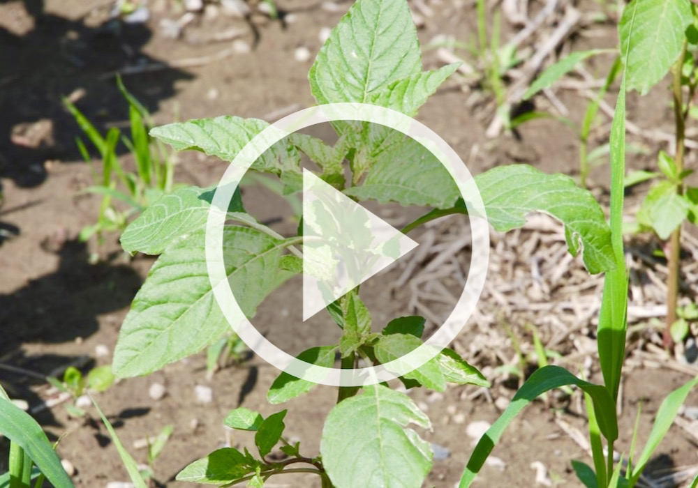 VIDEO: Water hemp weed management