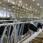 Outdoor Dairy Days in-person event set for September