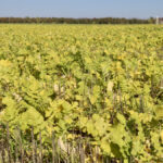 Start simple with cover crops and choose species based on goals.