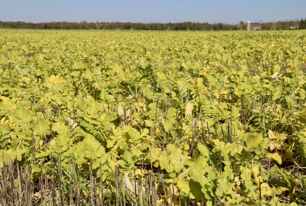 Start simple with cover crops and choose species based on goals.