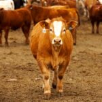 Photo: Canada Beef Inc.