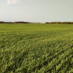 Figure 1. An oat cover crop in the fall of 2020 in Waterloo region.