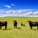 The beef industry has a great environmental story to tell, and farmers are seen as credible sources.