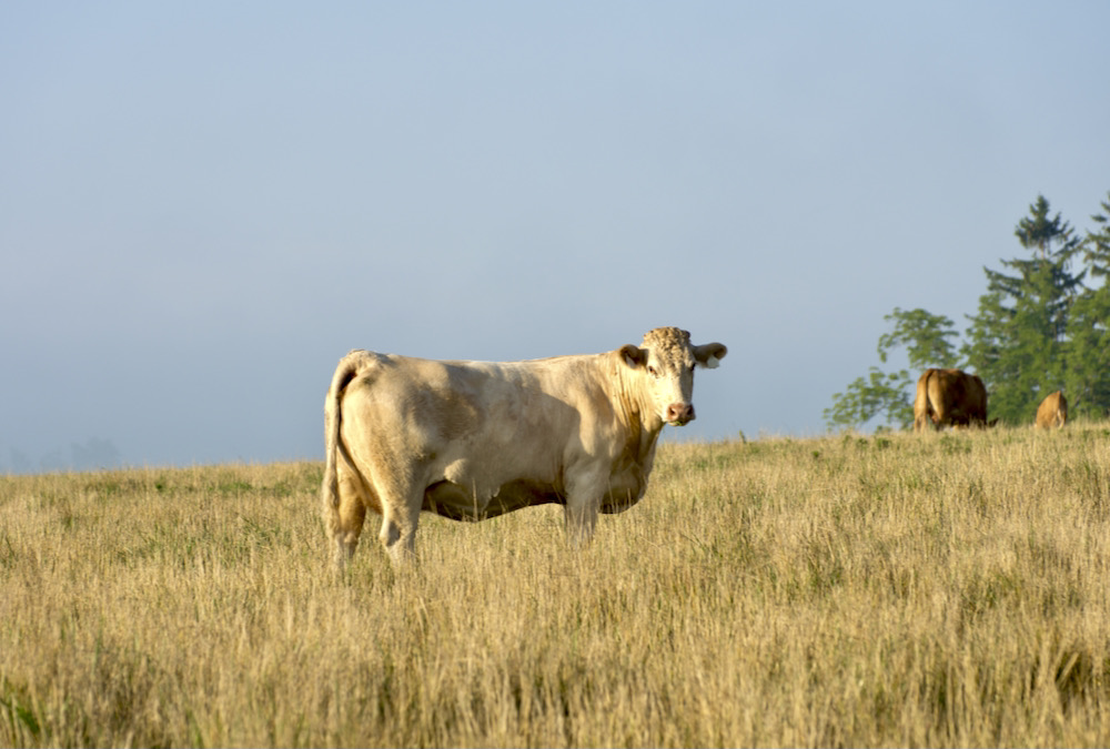 Ontario is fortunate to have livestock organizations, governments and a major university committed to livestock research. 
