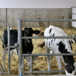 Dairy farms will have to report all births on the farm as part of the traceability module for proAction starting Sept. 1.