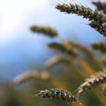 Drought-hit Kazakhstan’s wheat supplies bolstered by high stocks, Russian imports