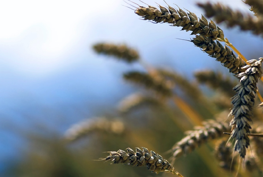 Drought-hit Kazakhstan’s wheat supplies bolstered by high stocks, Russian imports
