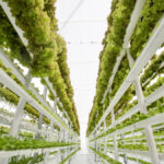 Vertical greenhouses are one type of technology that can help Canada become more self-sufficient in food production and have greater control over food sovereignty.