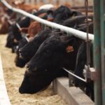(Photo courtesy Canada Beef Inc.)