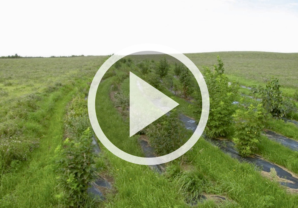 VIDEO: Buffer strips a boon for beneficial insects
