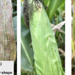Scouting for tar spot.