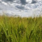 A barley crop south of Ethelton, Sask. on July 30, 2019. (Dave Bedard photo)