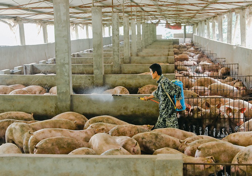 China is expected to remain an active buyer of U.S. grain through at least the 2021-22 marketing year based on steady pork production and higher slaughter rates. 