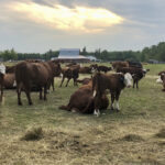 Beef and sheep farmers in northwestern Ontario received nearly 6 million pounds of hay through the Northwestern Livestock Emergency Initiative