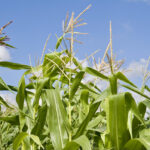 Corn is developing well in Ontario due to adequate rain and heat.