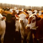 Photo: Canada Beef Inc.