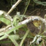 Conditions in western Ontario have been favourable for the development of white mould this growing season. The disease can result in large yield losses when disease pressure is high.