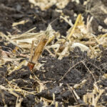 Building soil health takes time, and reducing tillage passes is the first step.