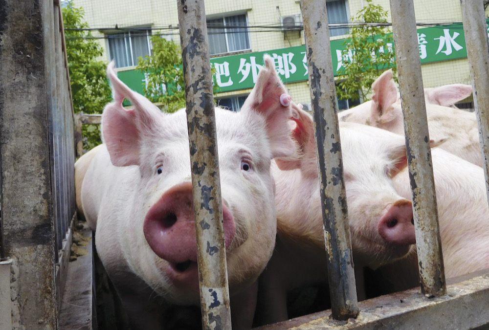 Hogs are pictured before being examined at a disinfection station in Yunyang county, Chongqing, China, January 8, 2019.