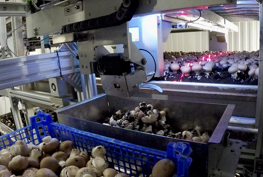 The Mycionics system also trims and packs mushrooms.