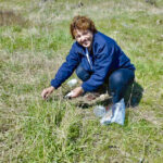 There’s a careful and exhaustive process followed before biocontrol insects are brought to Canada, says researcher Rose De Clerck-Floate, seen here releasing stem-galling weevils.