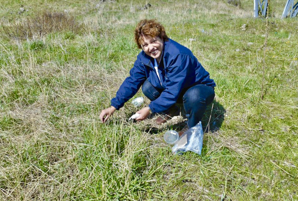 There’s a careful and exhaustive process followed before biocontrol insects are brought to Canada, says researcher Rose De Clerck-Floate, seen here releasing stem-galling weevils.