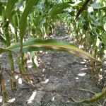 Typical N deficiency symptoms in corn – leaf yellowing and senescence along the mid rib in from the leaf tip, starting from older/lower leaves.