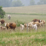Cattle futures are up because the market is looking at the smaller U.S. and Canadian cow herds and lower feed supply.