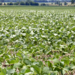 When the mainstream media is reporting about high crop prices, it’s likely a sign that the top of the market has been reached.