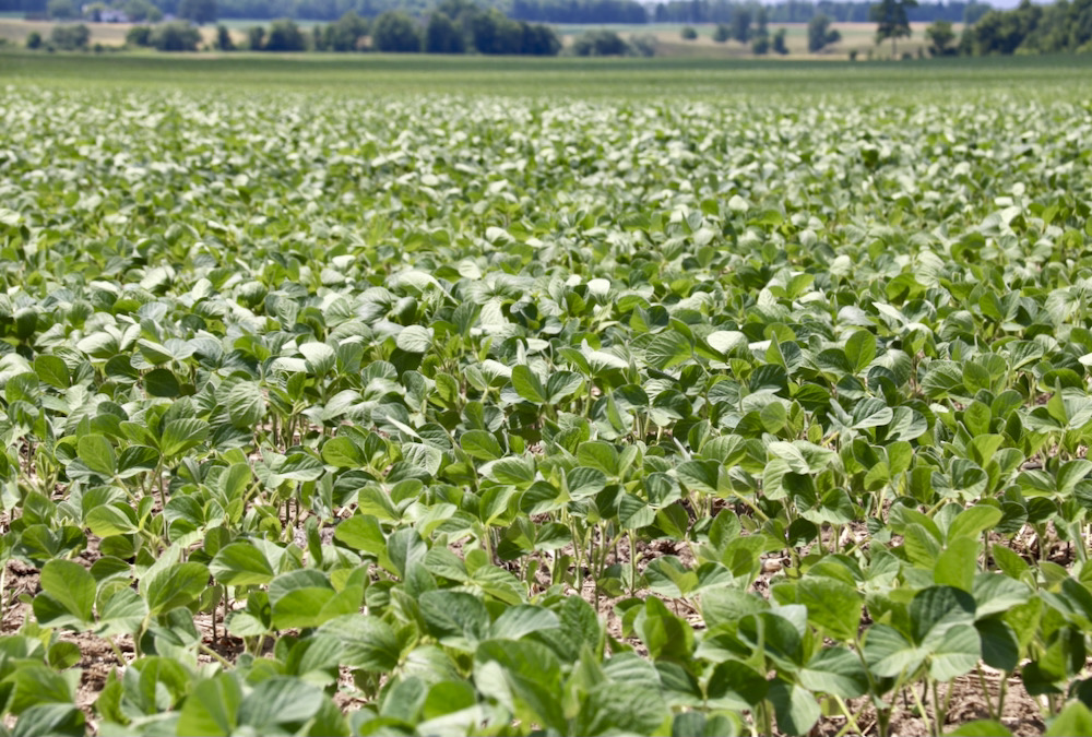When the mainstream media is reporting about high crop prices, it’s likely a sign that the top of the market has been reached.
