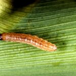 Drone tech’s next big target? Insect pest management