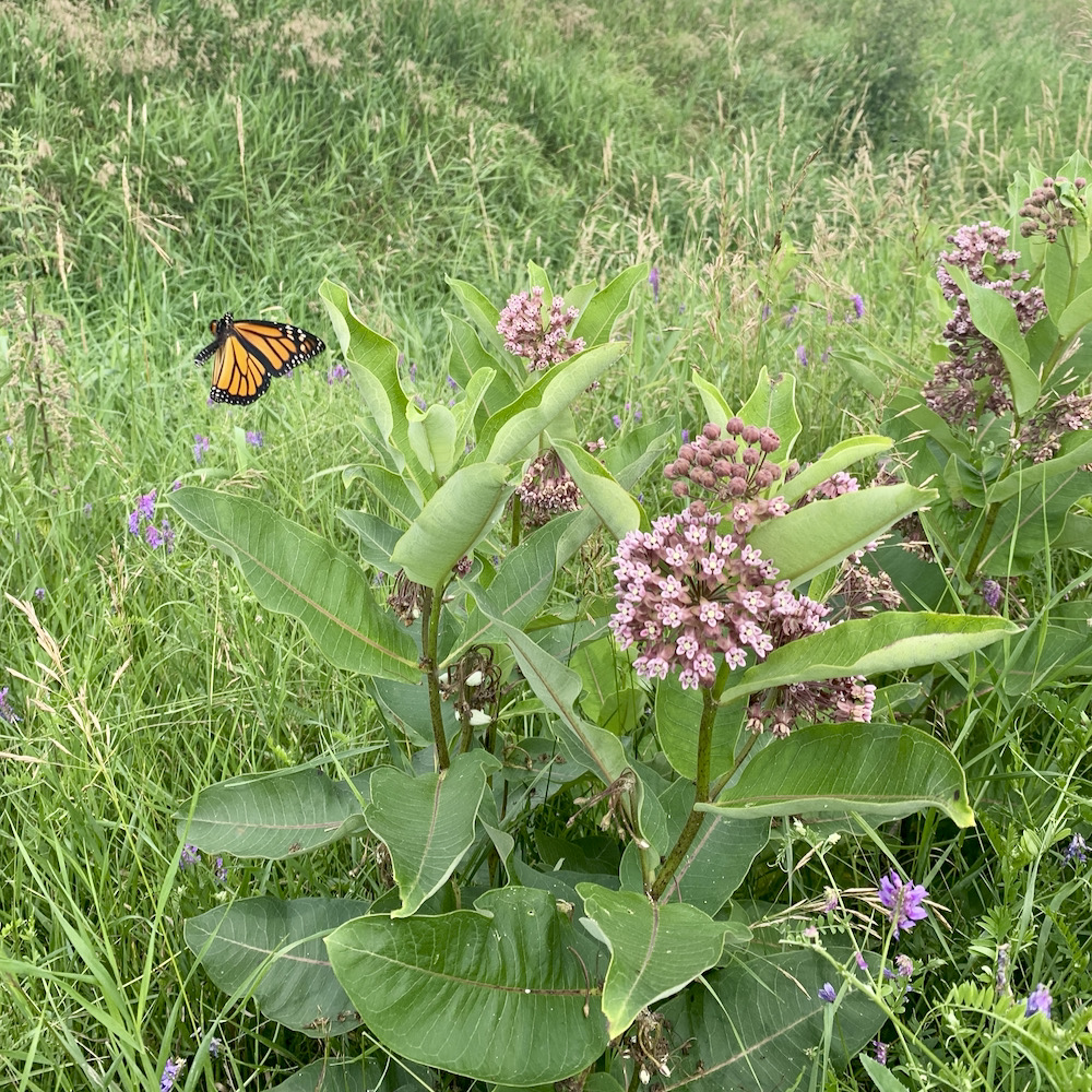 Buffer strip location and plant species should fit into the overall farm production system.