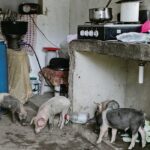 Only weeks ago, pigs were eating vegetables in the kitchen of a house in La Cienaga, Dajabon in the Dominican Republic. That government announced the slaughter of tens of thousands of pigs after detecting outbreaks of African swine fever in pig farms across the country.