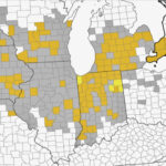 Tar spot distribution Aug. 18, 2021.