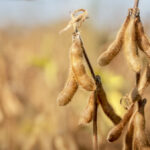 The fundamentals for corn and soybeans will remain historically tight for the 2021-22 crop year so the markets are very sensitive to production estimates such as the one recently released by Statistics Canada.
