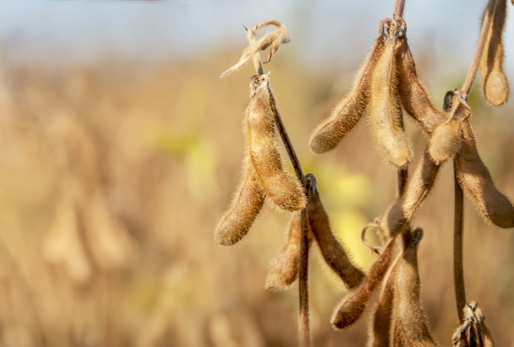 The fundamentals for corn and soybeans will remain historically tight for the 2021-22 crop year so the markets are very sensitive to production estimates such as the one recently released by Statistics Canada.