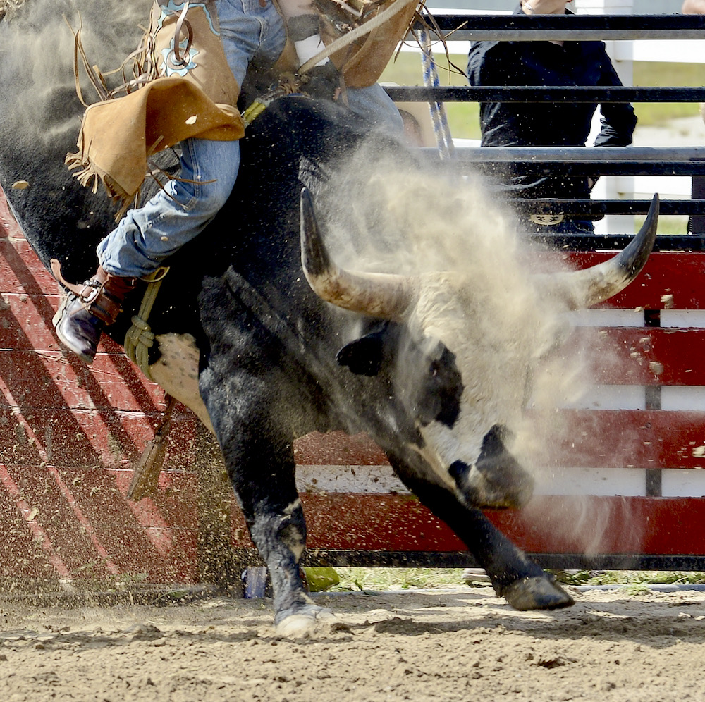 Mucho Burrito shakes out the cobwebs for Brad VanUden, of Nestleton, Ont., during the bull riding event. After nearly two years off, the bulls were fresh and hot out of the chutes.
