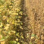 Assessing soybean performance