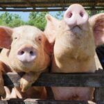 File photo of hogs on a farm in the Dominican Republic. (RD-SunPhotography/iStock/Getty Images)