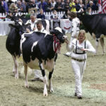 Holstein are shown in the ring at the Royal Agricultural Winter Fair in 2018.