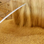 Soybeans being loaded for shipping.
