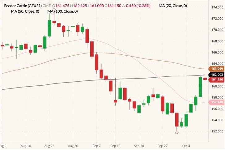 CME November 2021 feeder cattle (candlesticks) with 20-, 50- and 100-day moving averages (pink, brown and black lines). (Barchart)
