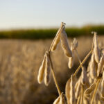 Soybean harvest is moving along in Ontario, but is being extended by bouts of rain.