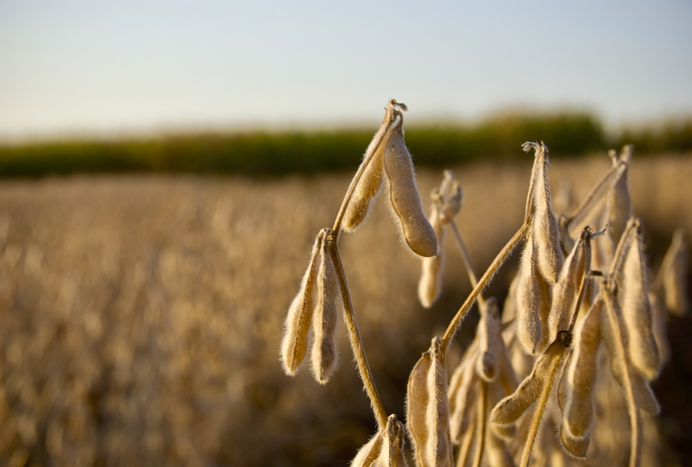 Soybean harvest is moving along in Ontario, but is being extended by bouts of rain.