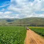 File photo of a soybean plantation in Brazil. (Mailson Pignata/iStock/Getty Images)