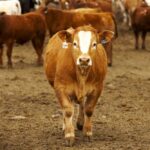 Photo: Canada Beef