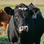 A U.S. Department of Agriculture report suggests a five per cent increase in cow slaughter in Canada, which would result in a one per cent decline in beef cow inventories for 2022.