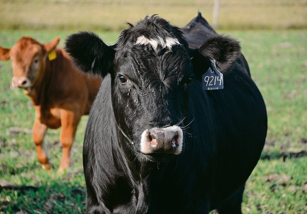 A U.S. Department of Agriculture report suggests a five per cent increase in cow slaughter in Canada, which would result in a one per cent decline in beef cow inventories for 2022.