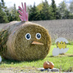 Amaranth-East Luther Line put all their eggs in one bale with this little hen.